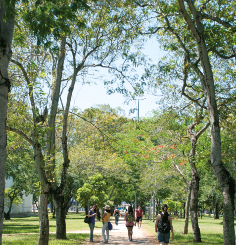 Imagem de pessoas caminhando numa calçadas ladeada de árvores
