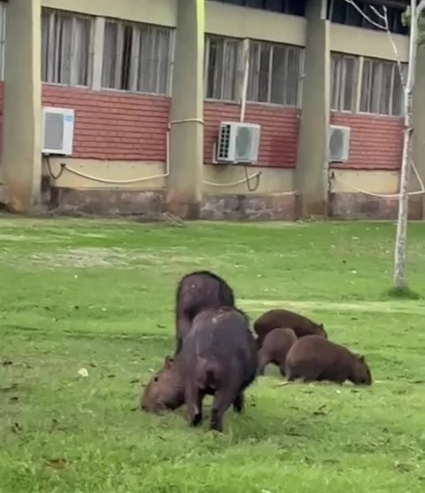 Foto de cinco capivaras em uma área gramada no campus de Goiabeiras