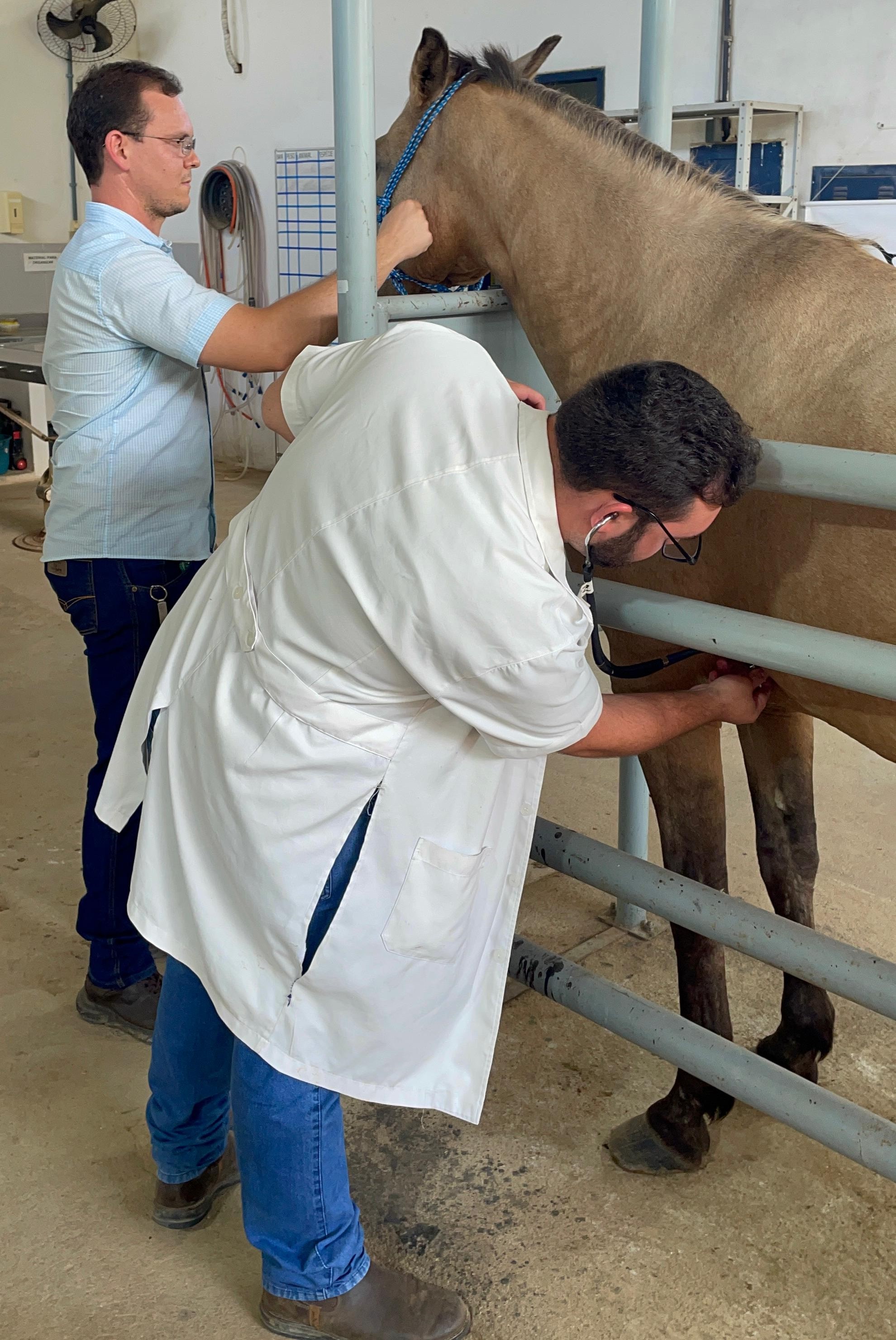 Foto de um veterinário atendendo um cavalo