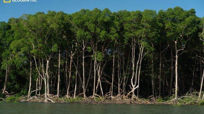 Foto de um manguezal às margens do rio Amazonas