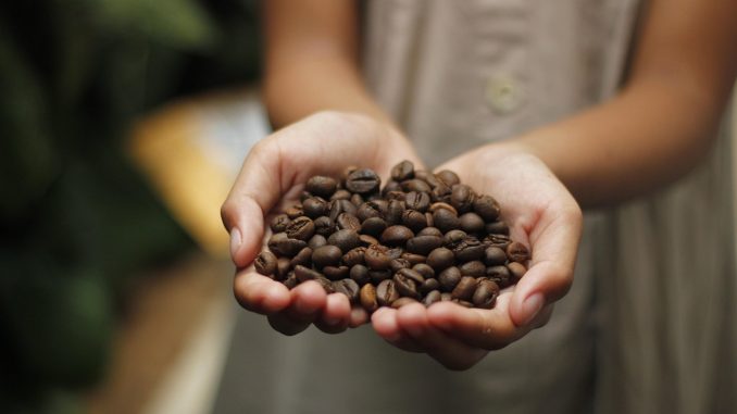 Mãos segurando um punhado de grãos de café