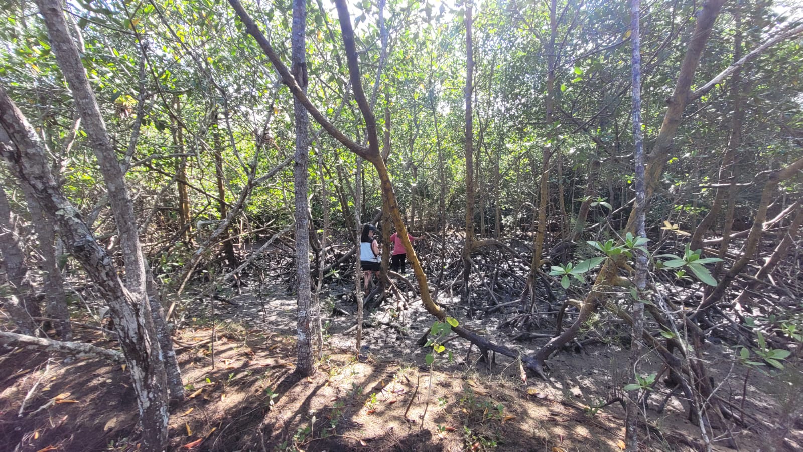 Foto de duas pesquisadoras andando no manguezal