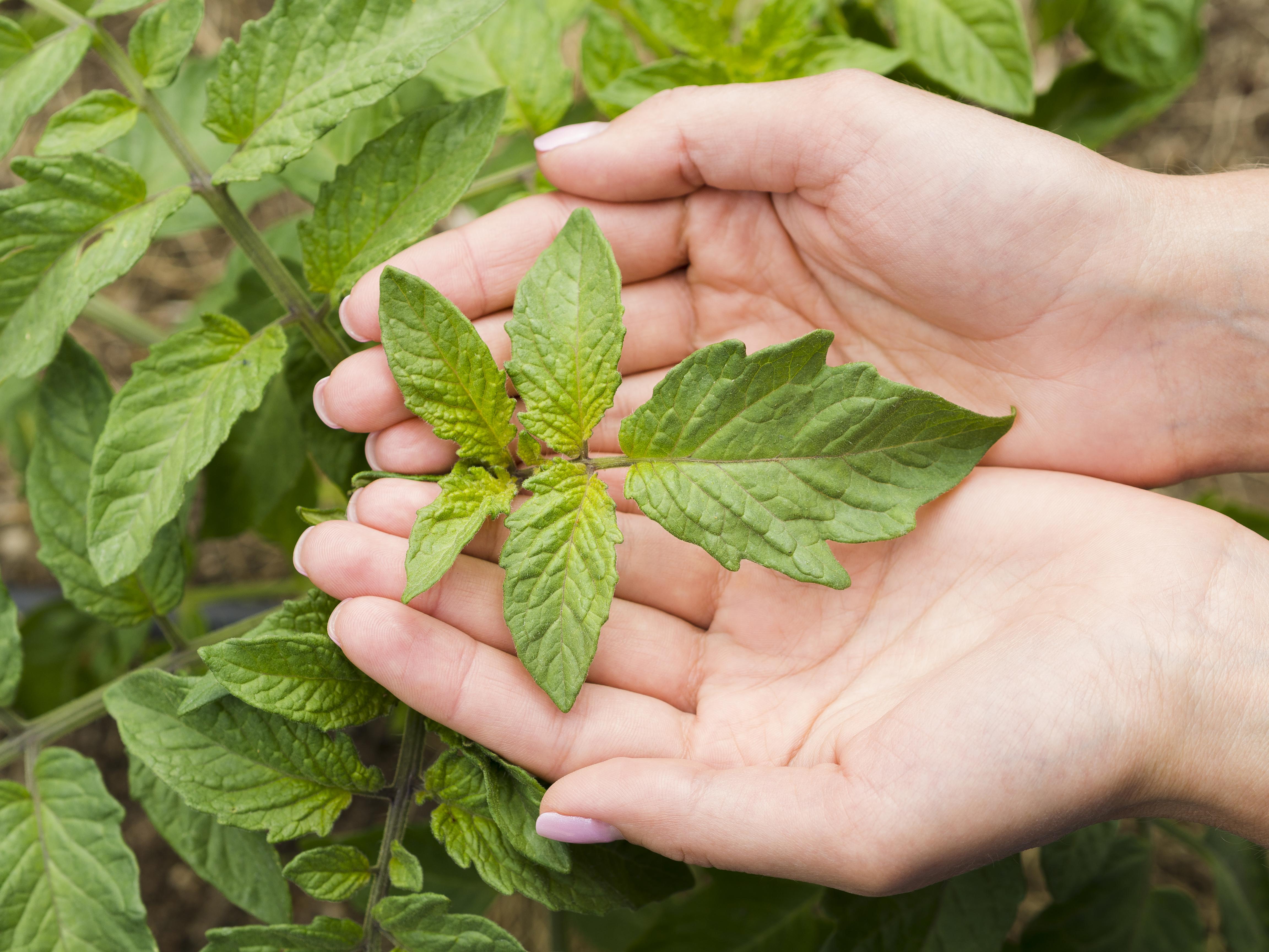 Imagem de duas mãos unidas amparando uma folha de planta