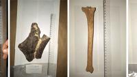 Fotos de quatro fósseis encontrados