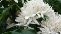 Foto de uma flor de conilon