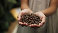 Mãos segurando um punhado de grãos de café