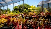 Foto de plantas cultivadas no Jardim Botânico