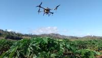 Imagem de um drone sobrevoando uma plantação de café