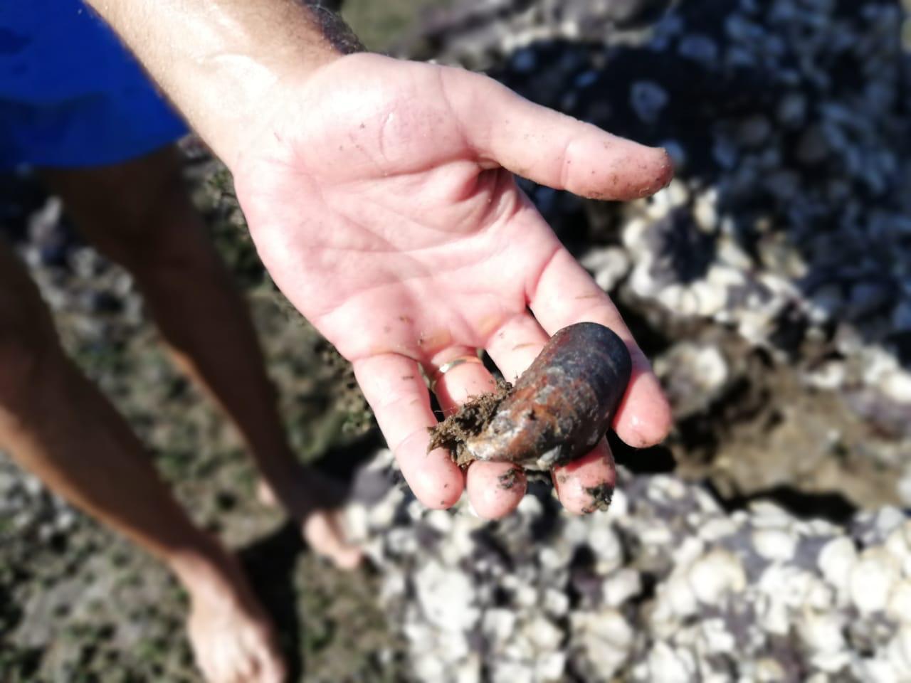 Foto de uma mão segurando um microplástico encontrado no mangue