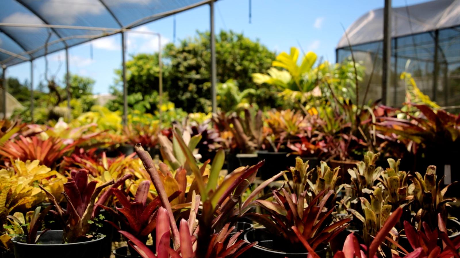 Foto de plantas cultivadas no Jardim Botânico