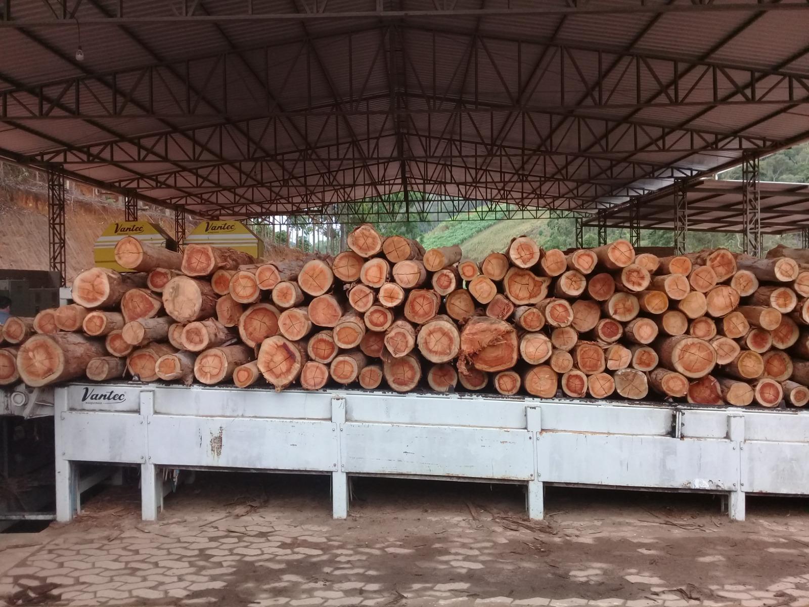 Foto de uma pilha de toras de madeira em um galpão
