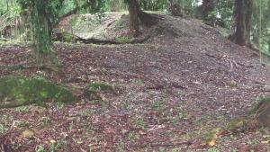 Foto do terreno e de árvores no Sambaqui Ilha dos Espinheiros II, localizado em Joinville.