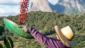 O Brasil é um dos maiores produtores de café conilon do mundo Produtor em colheita de café