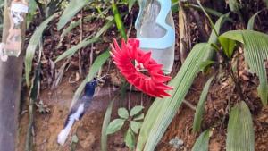 Foto de um beija-flor se aproximando da garrafa desenvolvida pelo laboratório