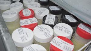 Foto de frascos de leite materno congelados e armazenados em freezer no banco de leite do Hucam