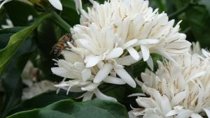 Foto de uma flor de conilon