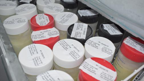 Foto de frascos de leite materno congelados e armazenados em freezer no banco de leite do Hucam